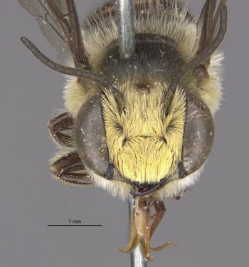 Media type: image;   Entomology 27431 Aspect: head frontal view